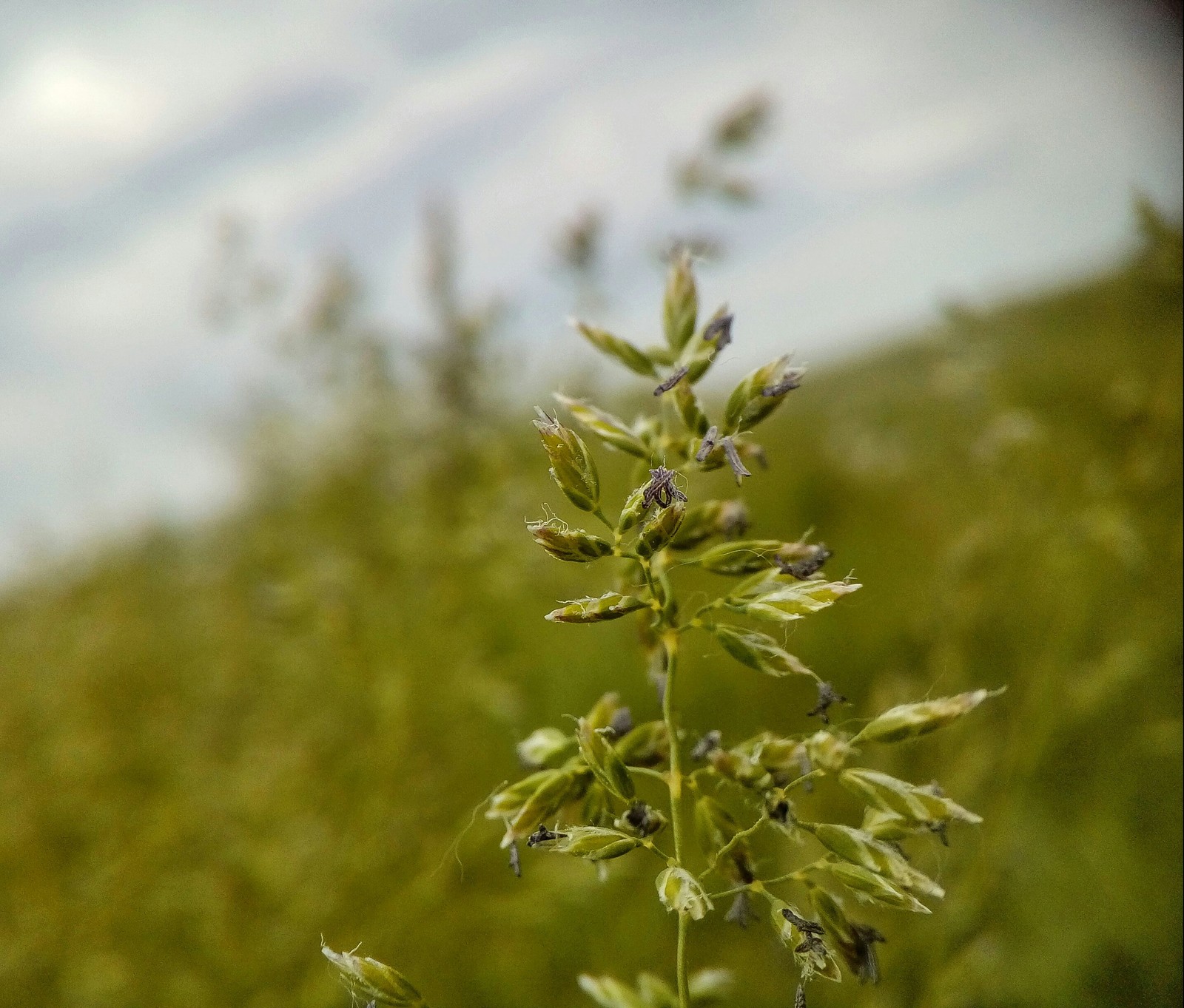 Summer - My, The photo, Grass