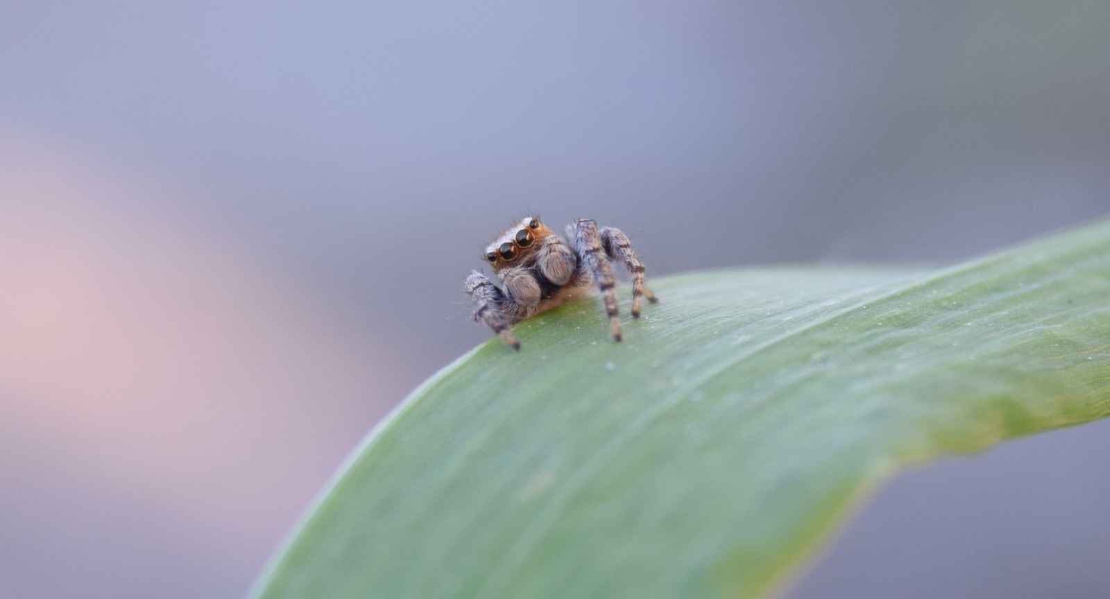 Spider - My, Spider, The photo, My, Nikon d3300