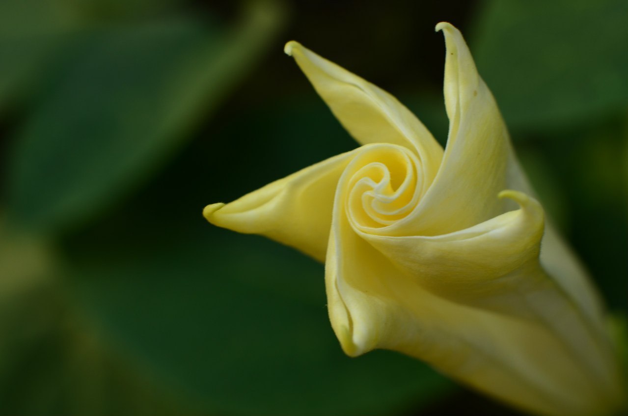 Macro. Dope flower. - My, Macro photography, Beginning photographer, Flowers, Nikon d5100, Datura