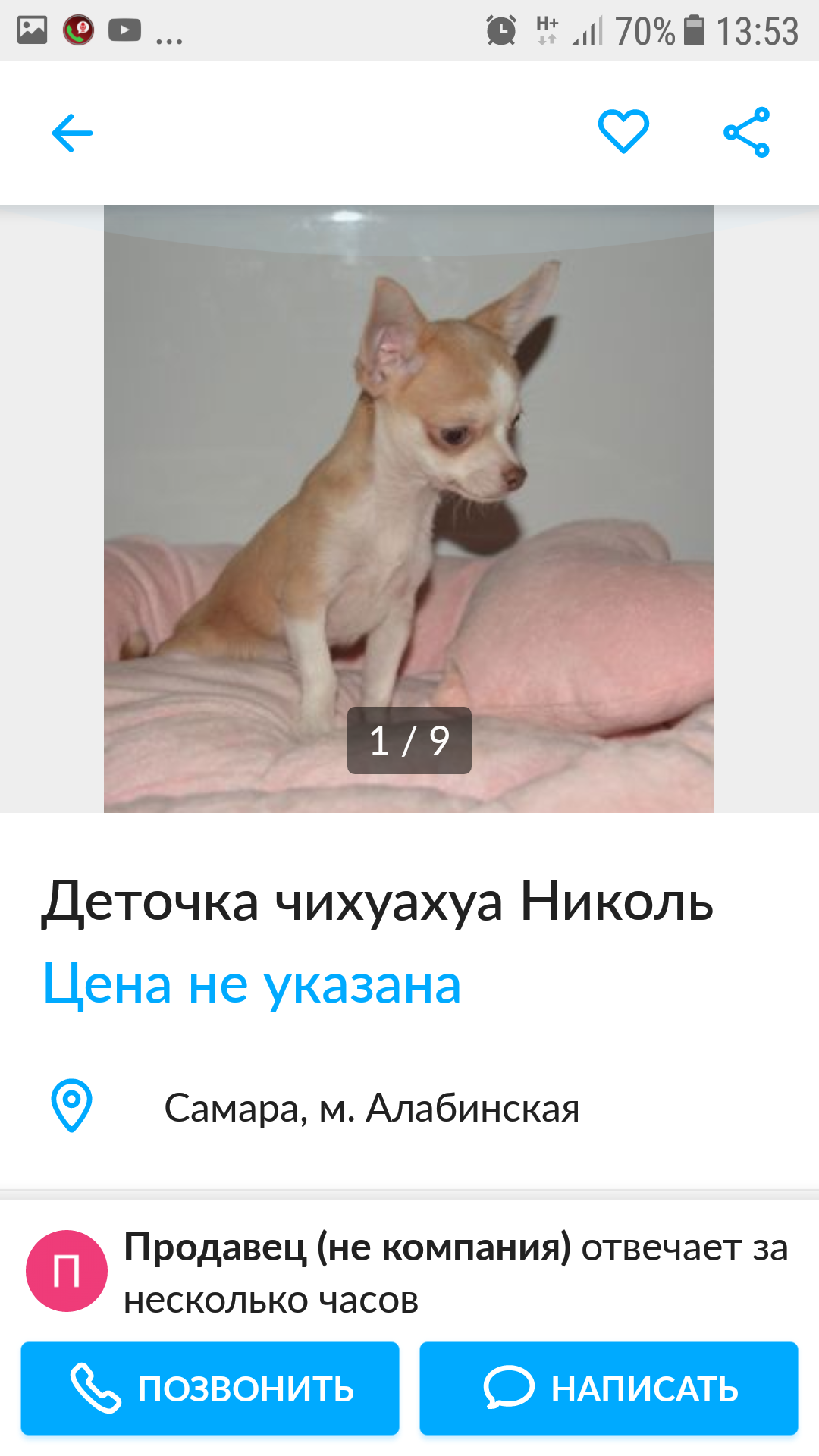 Just read))) - My, Dog, Chihuahua, Longpost