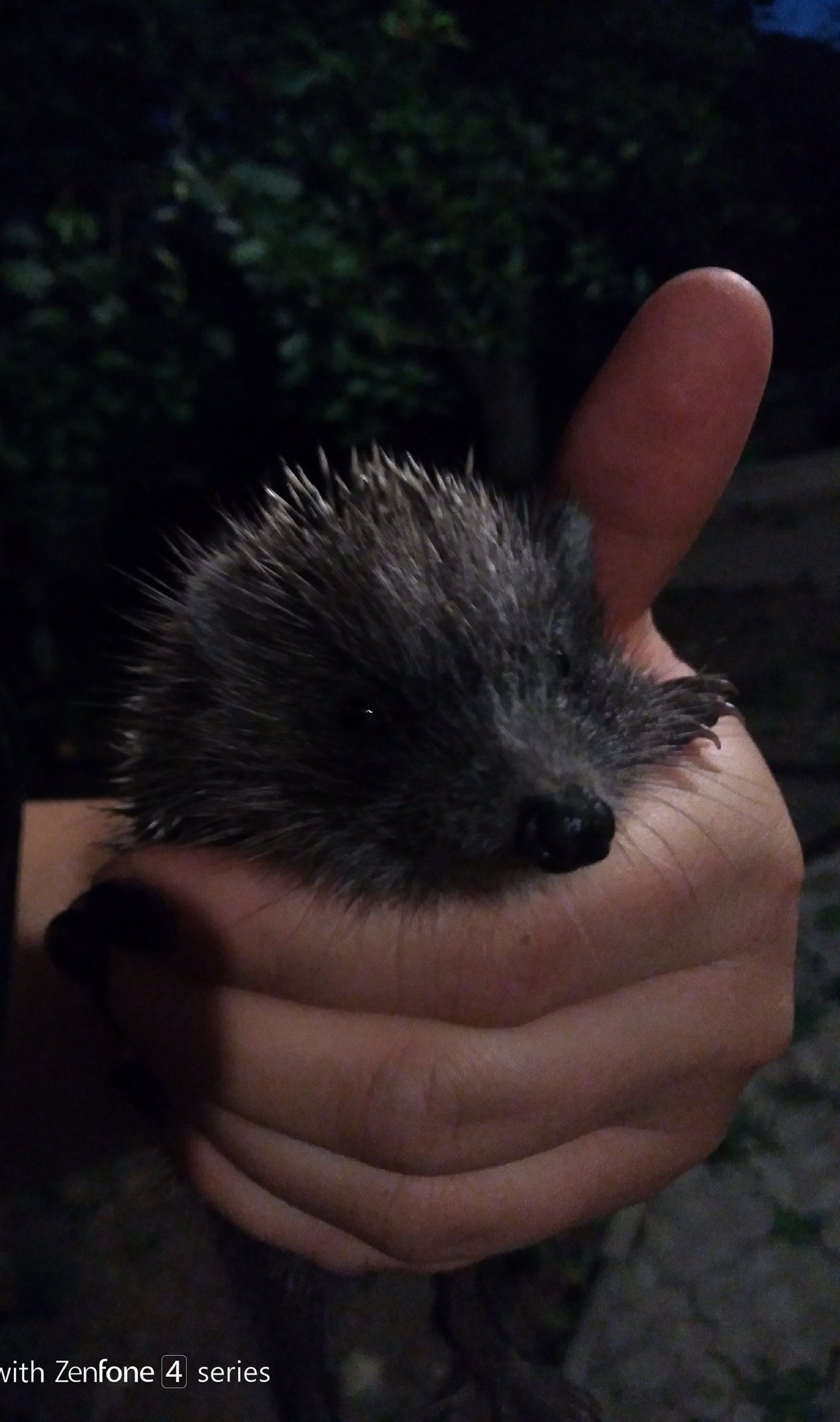 Hedgehog legs post - My, Hedgehog, Guests, Paws, Longpost