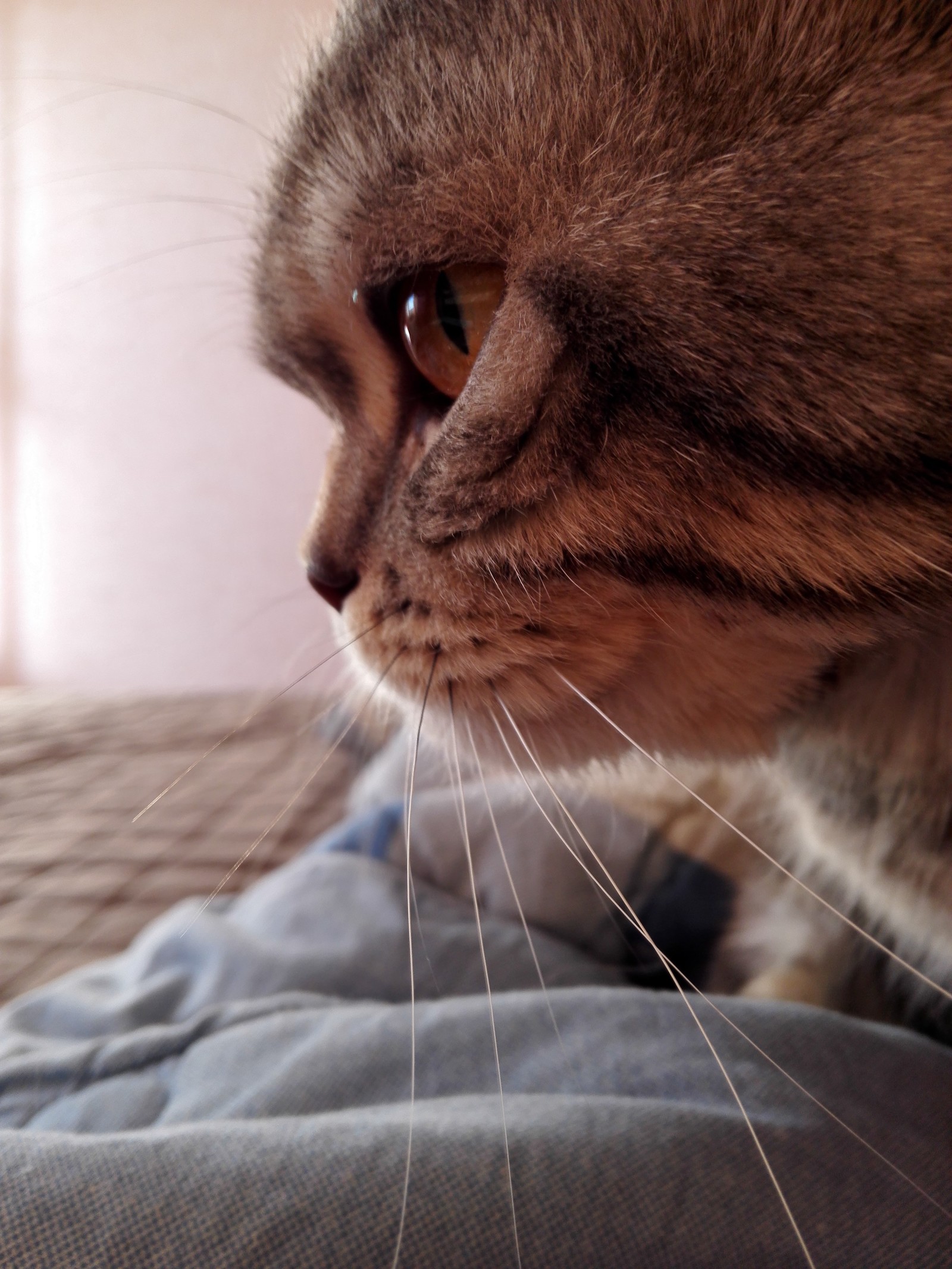 Gloomy - My, cat, Patrick, British cat