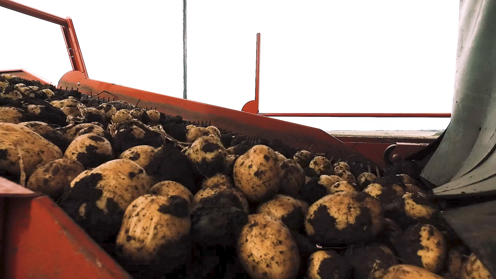 Как выращивают картофель картофель, картофеля, клубни, посадки, времени, потом, семена, репродукция, просто, часть, Европе, используются, средней, создается, используется, хорошо, Перед, появляются, может, после