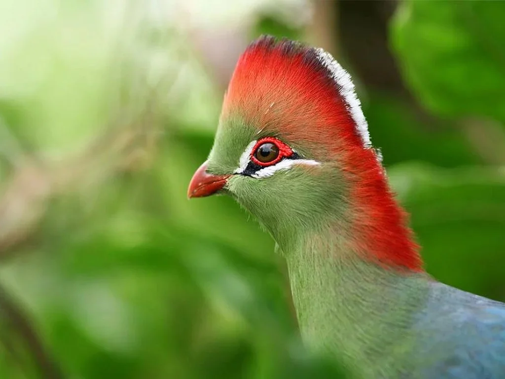 Beautiful Turaco Birds - Birds, Turaco, Animals, Banana-eater, , Longpost