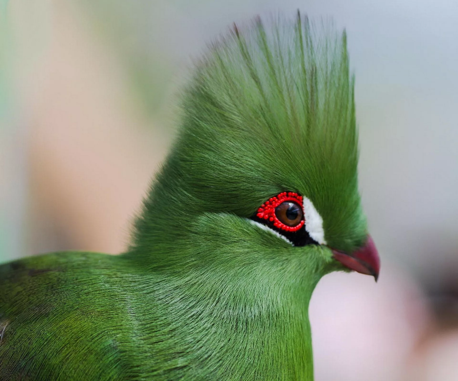 Beautiful Turaco Birds - Birds, Turaco, Animals, Banana-eater, , Longpost