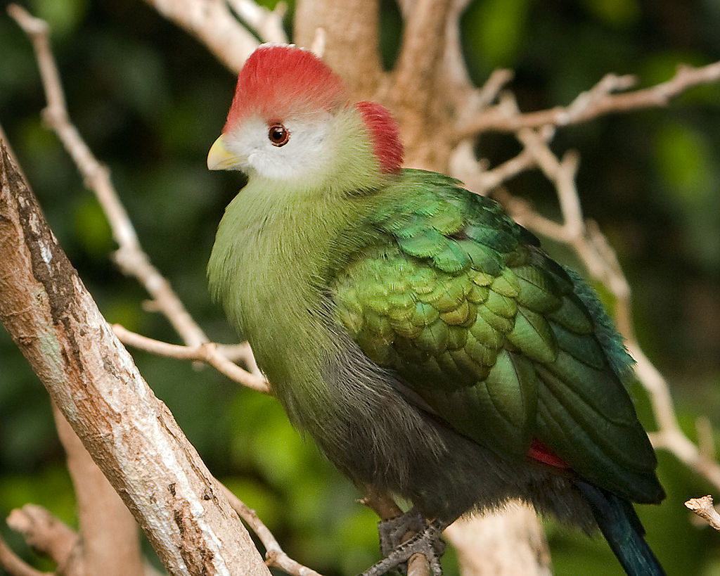 Beautiful Turaco Birds - Birds, Turaco, Animals, Banana-eater, , Longpost