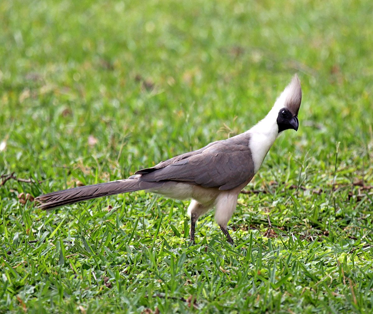 Beautiful Turaco Birds - Birds, Turaco, Animals, Banana-eater, , Longpost