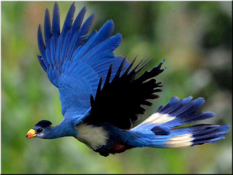 Beautiful Turaco Birds - Birds, Turaco, Animals, Banana-eater, , Longpost