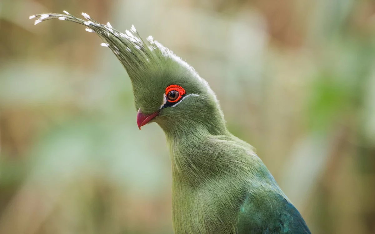 Beautiful Turaco Birds - Birds, Turaco, Animals, Banana-eater, , Longpost