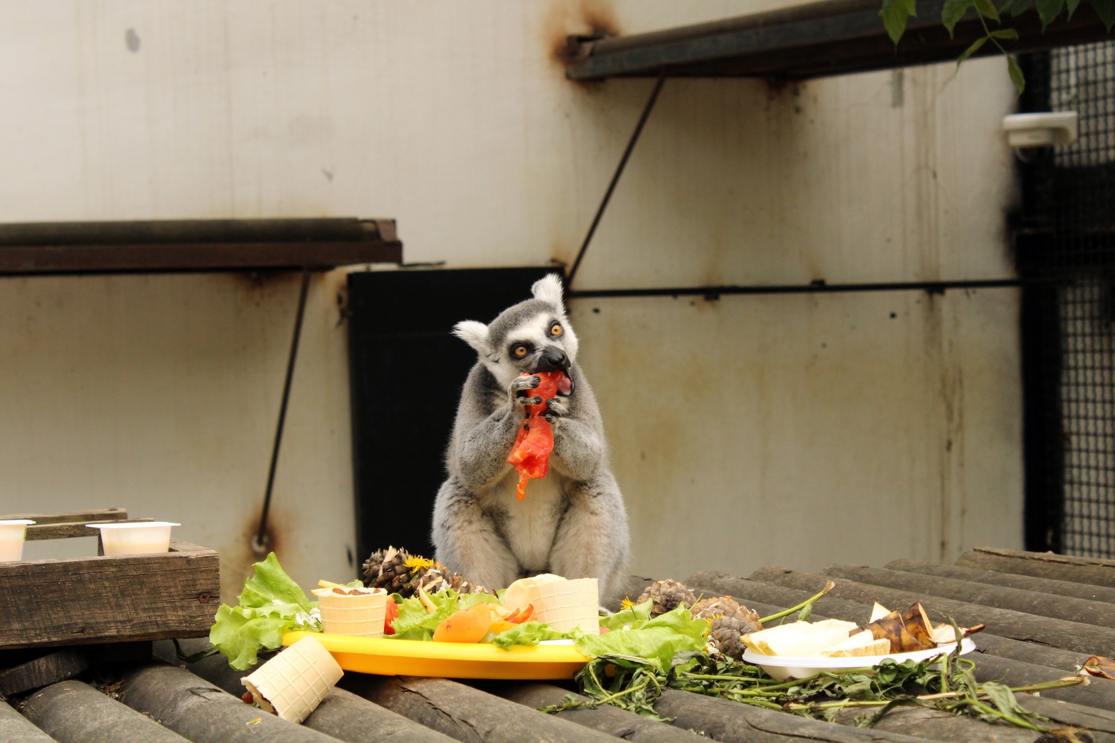 Lunch with lemurs at the Penza Zoo. - My, Penza Zoo, Feline lemur, , The photo, Longpost, Lemur