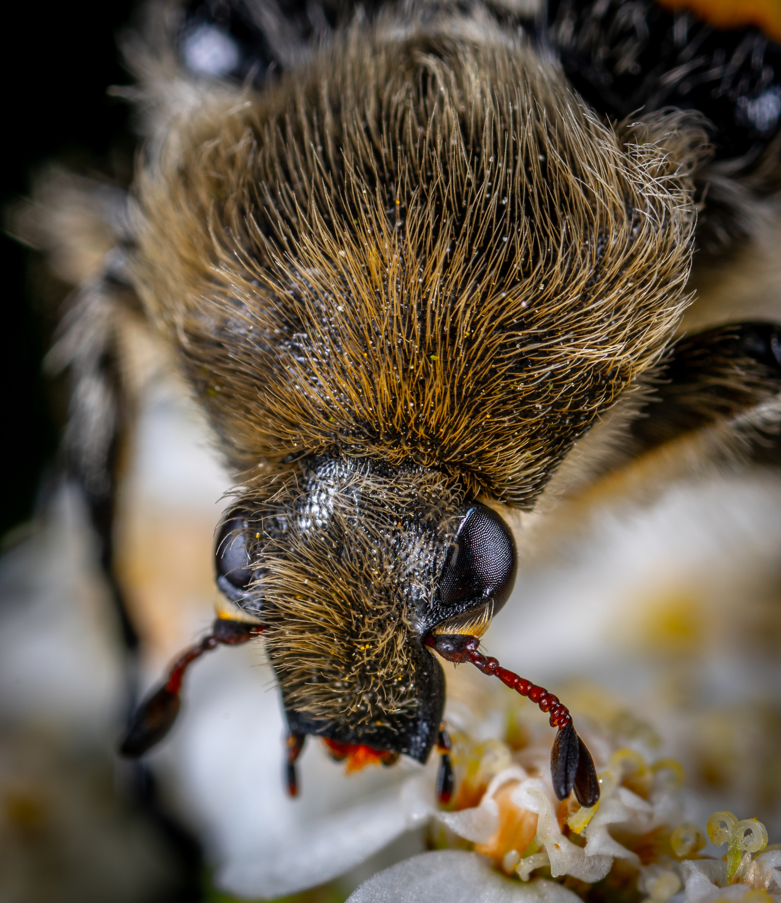 Wax portrait - My, Жуки, , Insects, Macro, Hoya, Macrohunt, Mp-e 65 mm, Macro photography