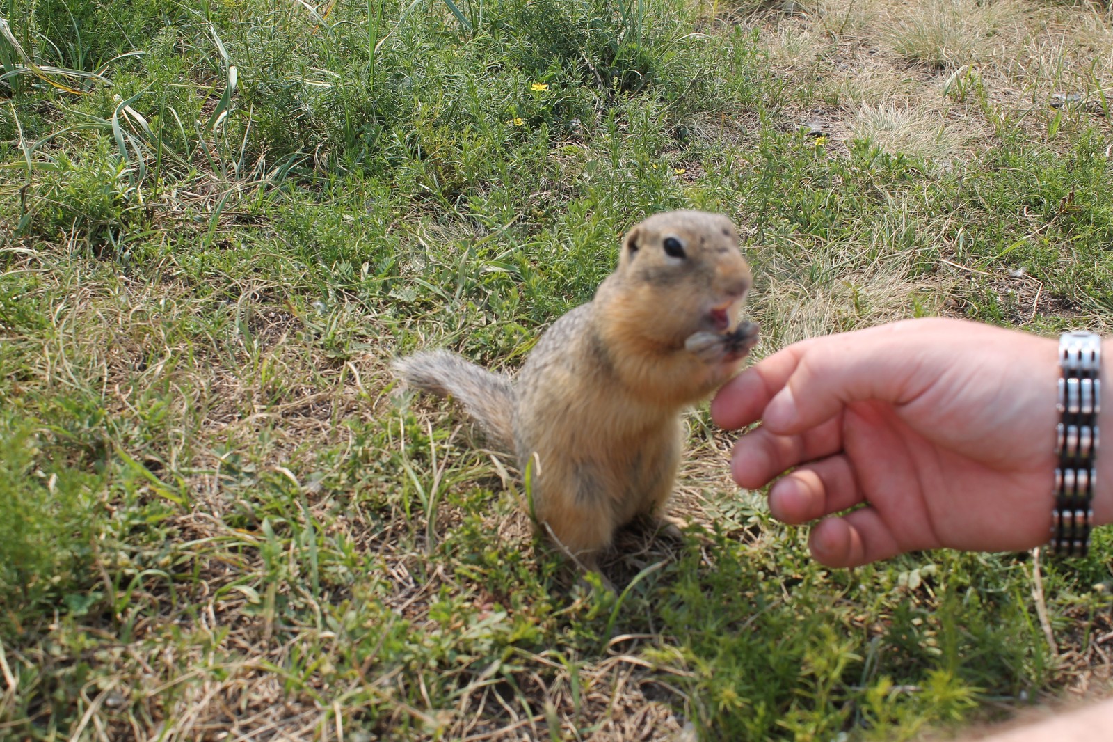 solar gophers - My, Krasnoyarsk, Tatyshev Island, Gopher, Video, Longpost