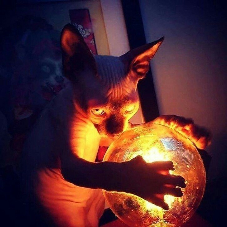 Cat with lamp - The photo, cat, Лампа