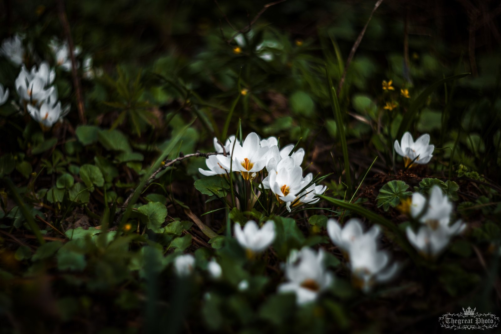 Crocuses, spring atmosphere. - My, My, Flowers, Crocus, The photo, Helios, Nature, , Longpost