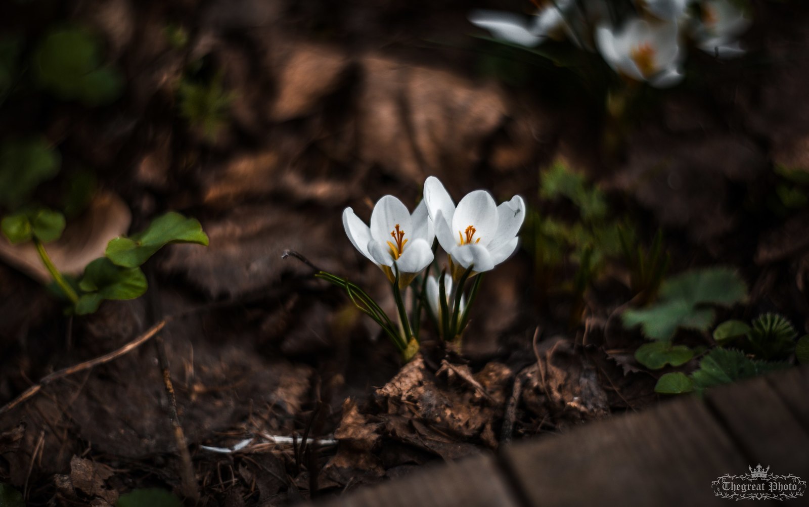 Crocuses, spring atmosphere. - My, My, Flowers, Crocus, The photo, Helios, Nature, , Longpost