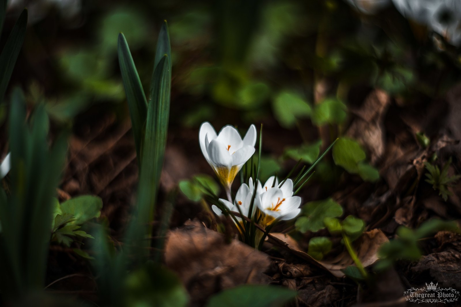 Crocuses, spring atmosphere. - My, My, Flowers, Crocus, The photo, Helios, Nature, , Longpost