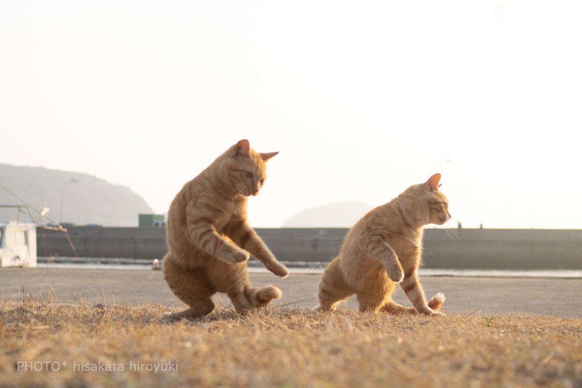 Котячьи танцы в честь пятницы - Кот, Танцы, Животные, Милота, Рыжие, Котомафия, Пятница, Длиннопост