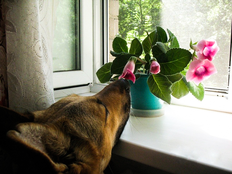 Smelling flowers :) - My, Sheepdog, Scent, Flowers, Dog