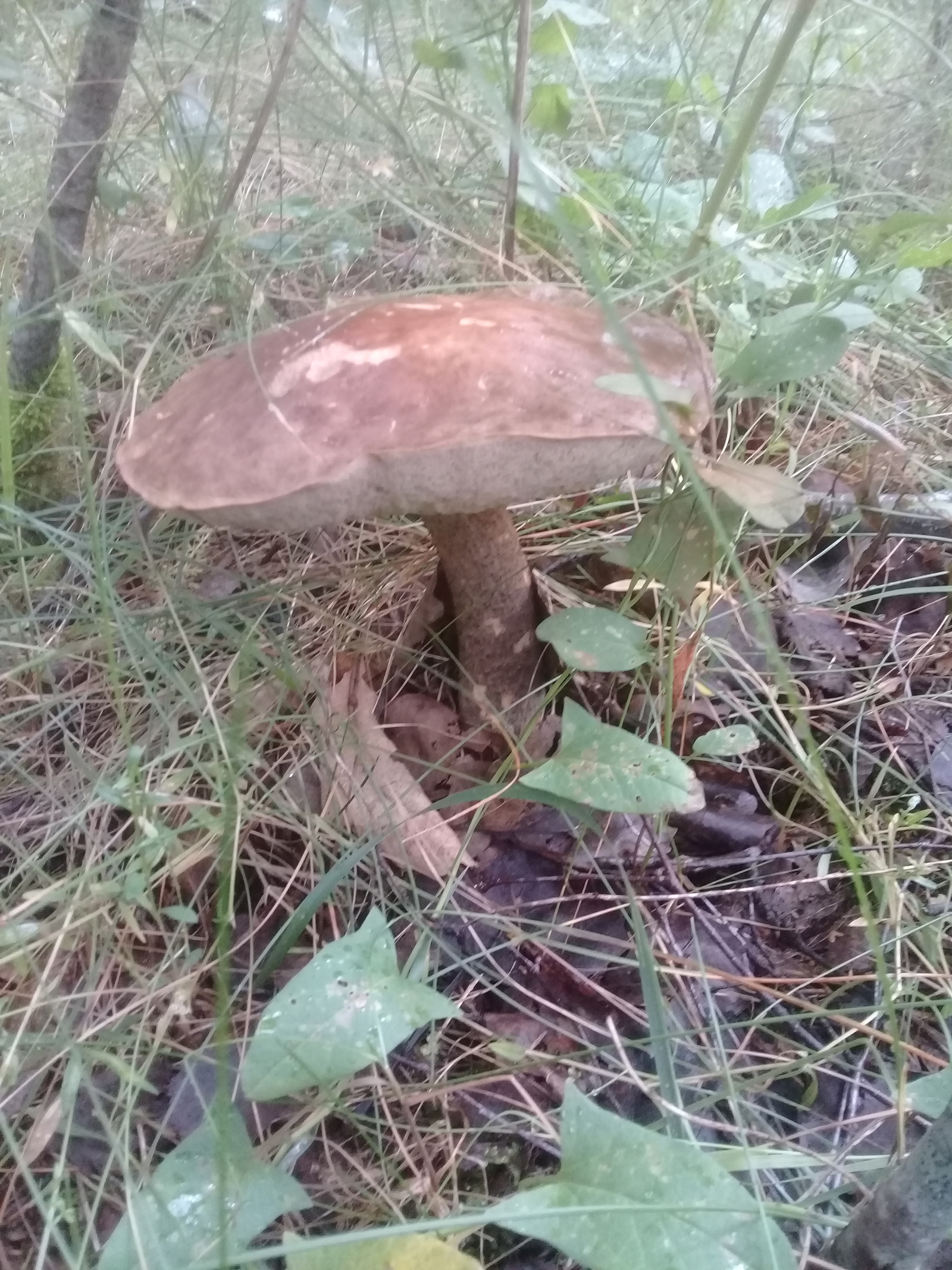 Mushroom summer everyone! - My, Mushrooms, Republic of Belarus, Hobby, Summer, My, The photo, Yummy, Longpost