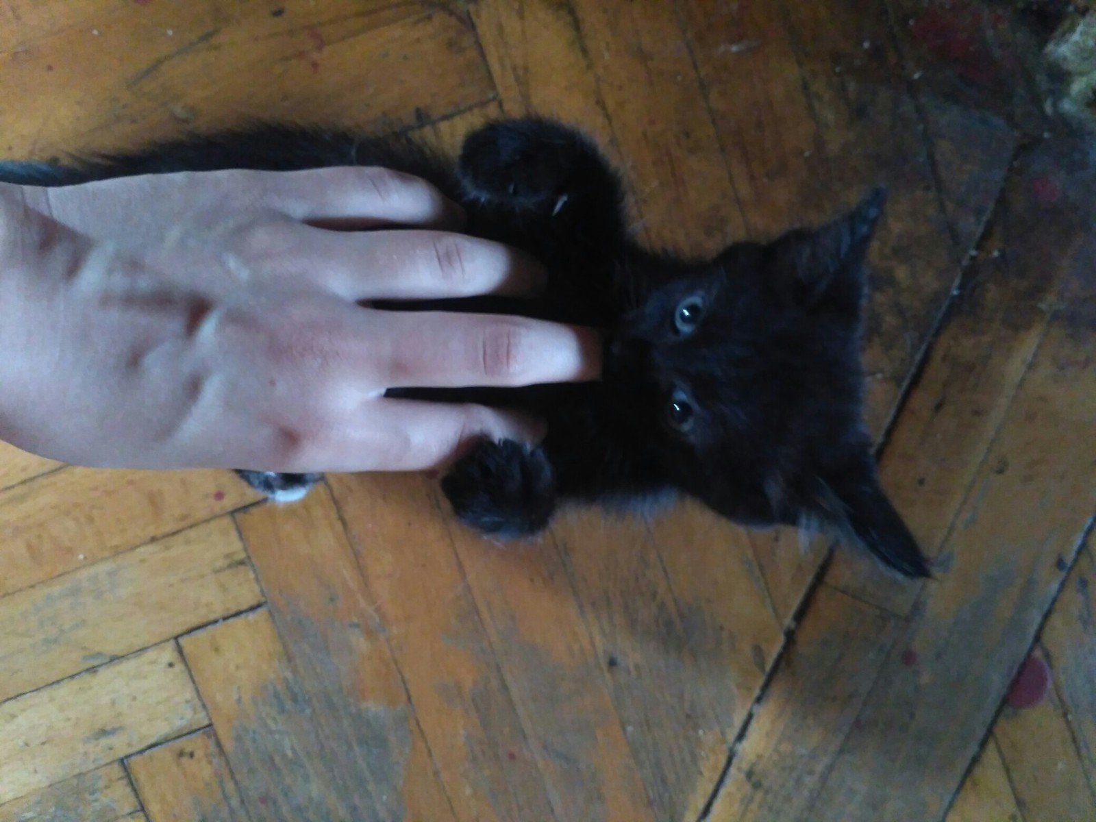 Kitten in good hands - My, No rating, Moscow, cat, In good hands