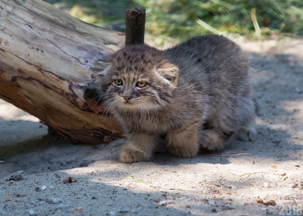 манул котенок дома (92) фото