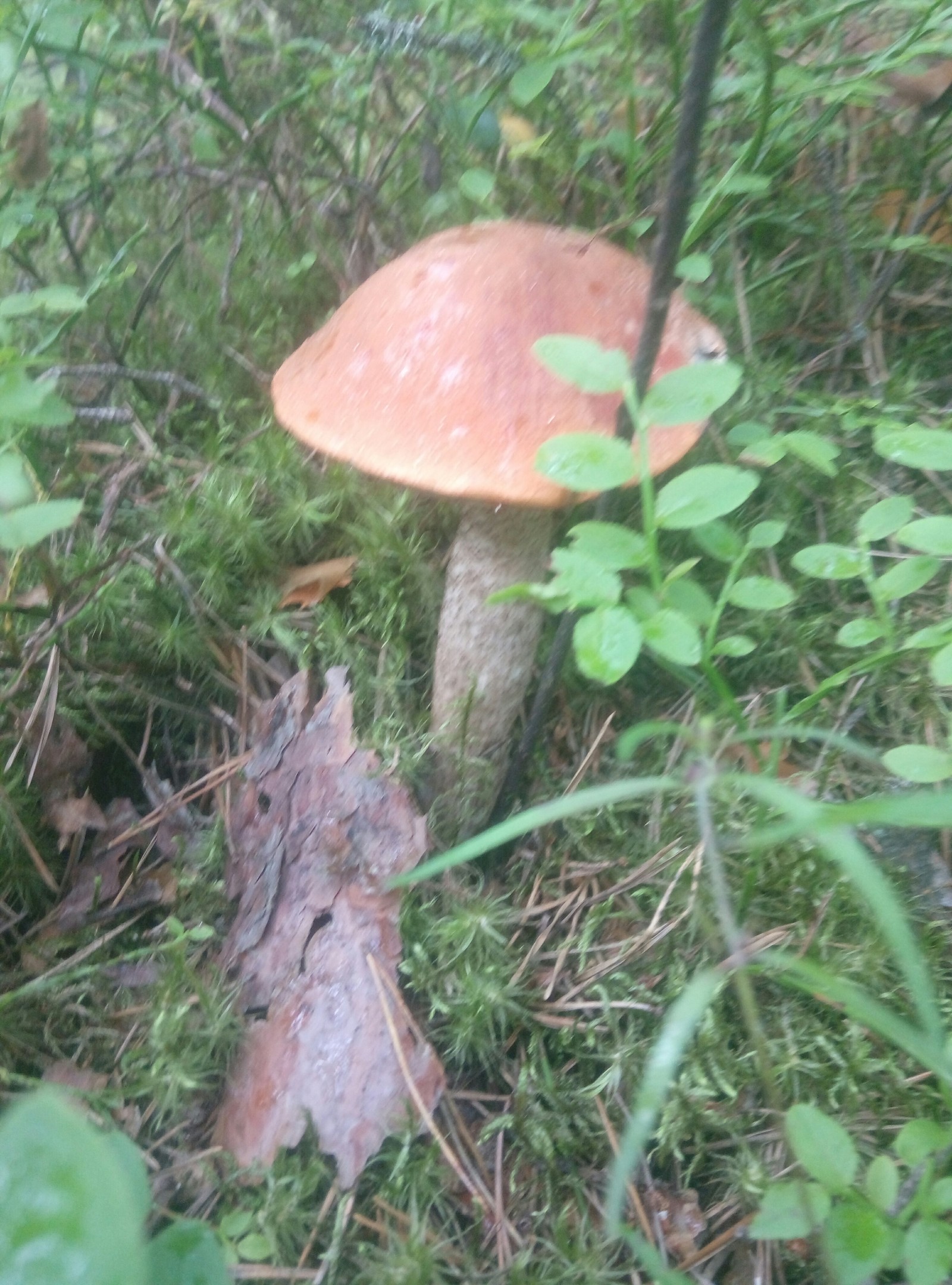 mushroom season. - Boletus, Mushrooms, Forest, Leningrad region, Longpost