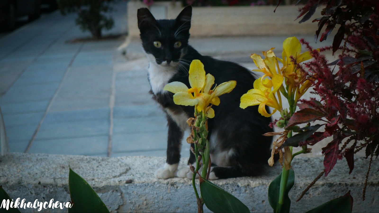 Cypriot cats - My, cat, Cyprus, Photogenic, Longpost