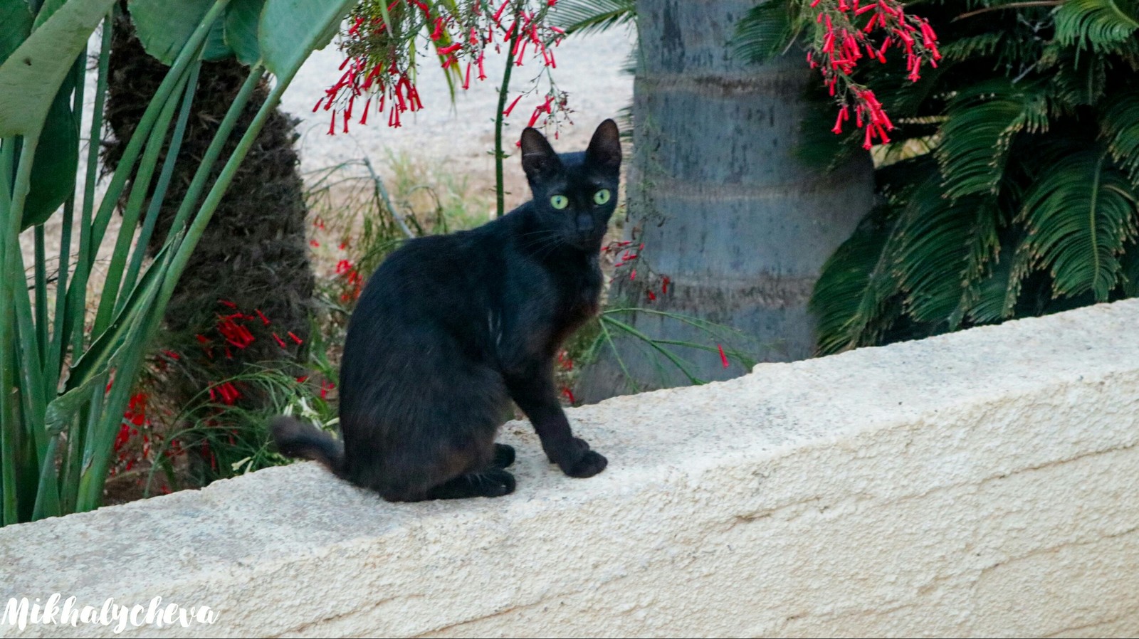 Cypriot cats - My, cat, Cyprus, Photogenic, Longpost