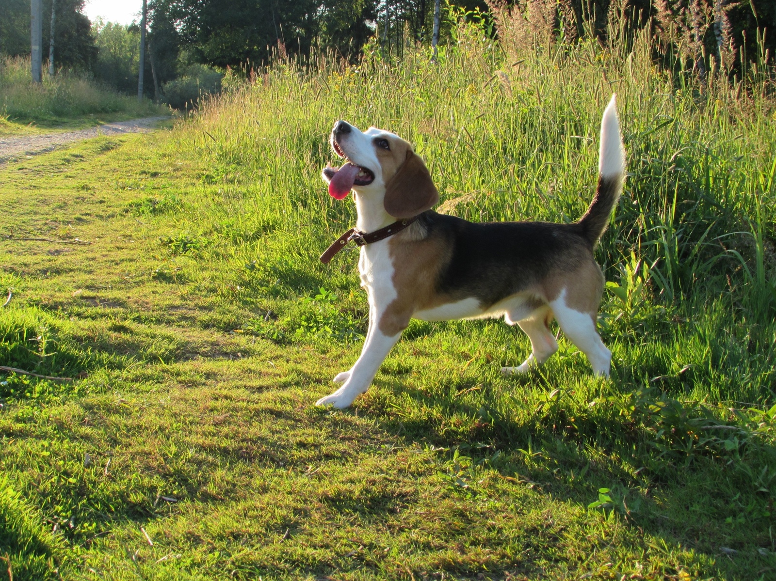 Beagle - My, Beagle, Dog, Dog days