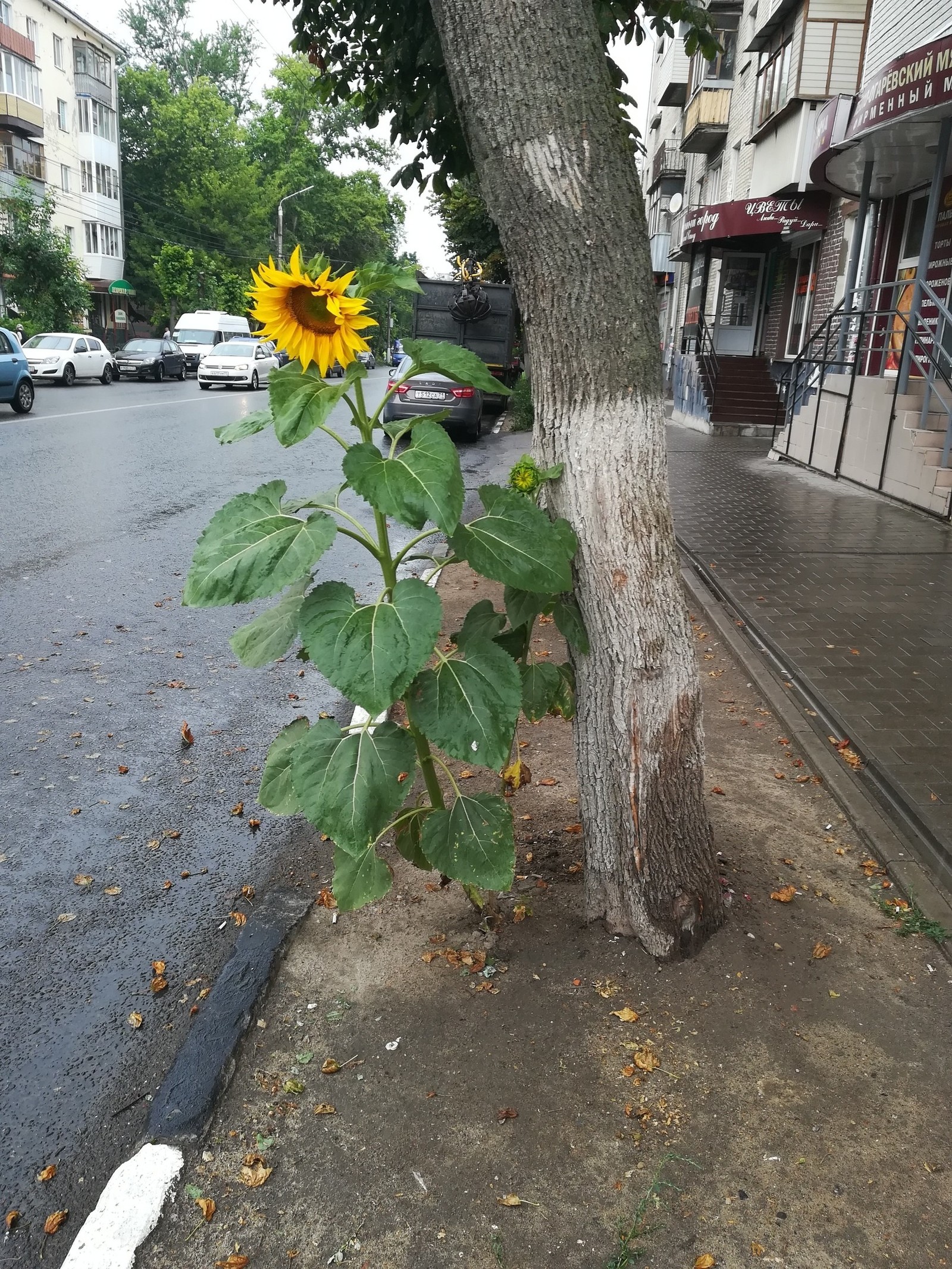 Suddenly - My, Sunflower, Tula, My, Crosswalk, Suddenly