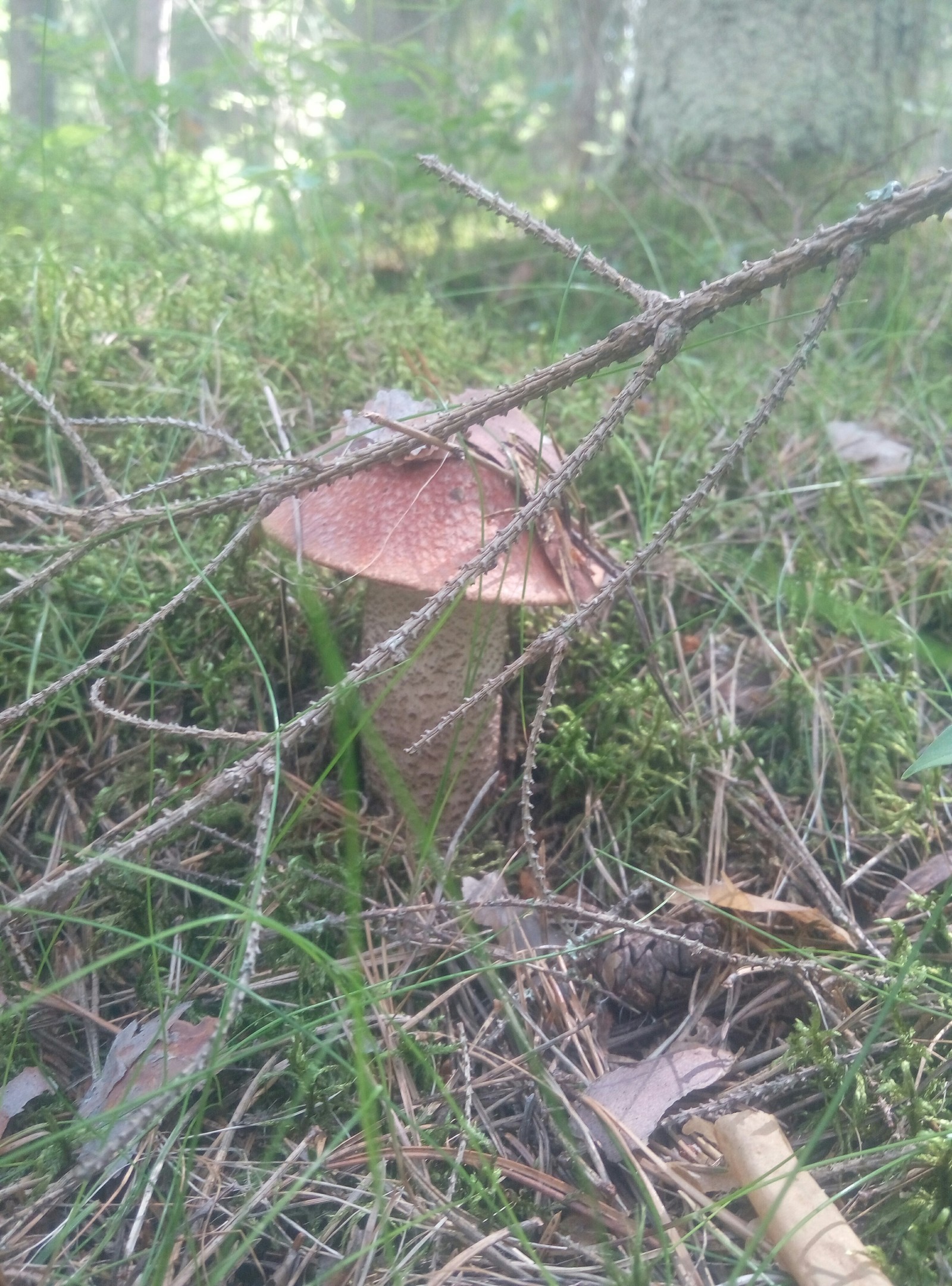 mushroom season. - Boletus, Mushrooms, Forest, Leningrad region, Longpost