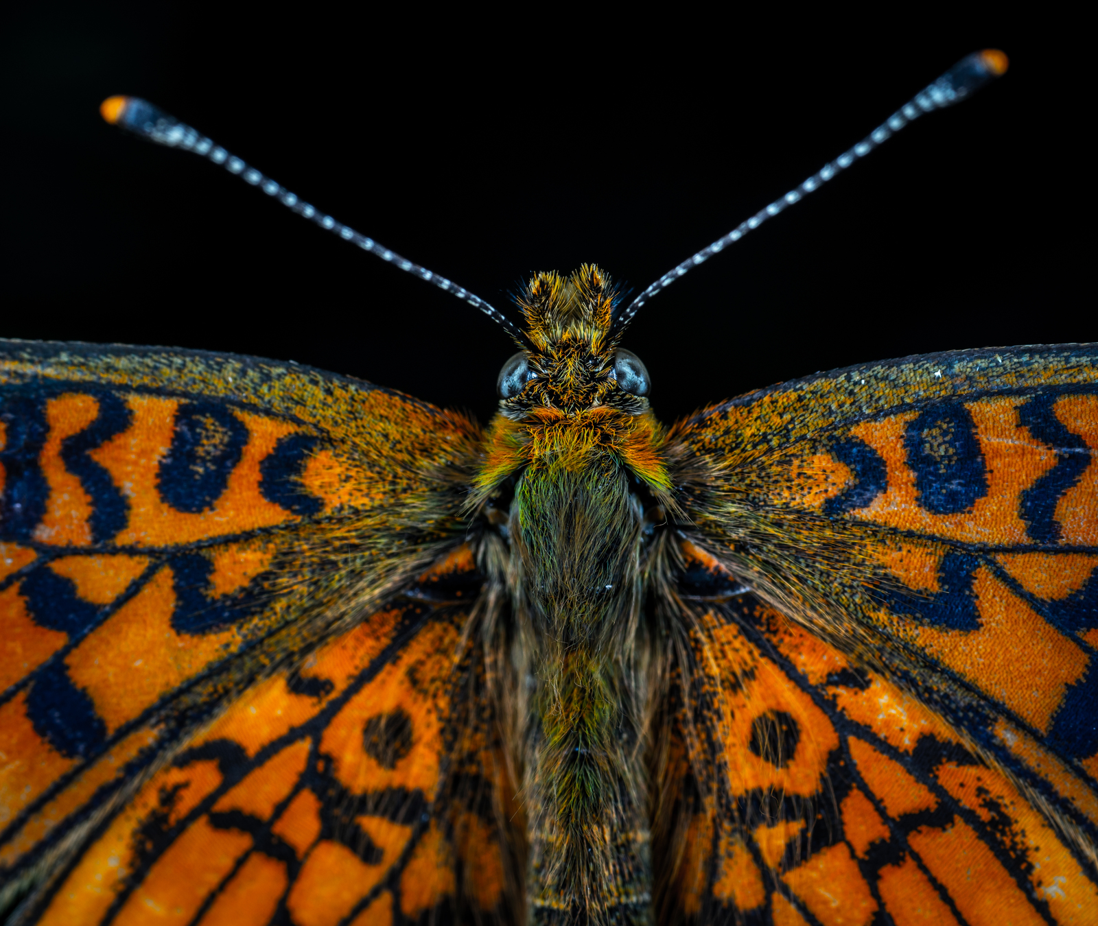 Чешуекрылые. БУЛАВОУСЫЕ чешуекрылые. Чешуекрылые или бабочки Lepidoptera. Lepidoptera - чешуекрылые. Лепидоптера бабочка.