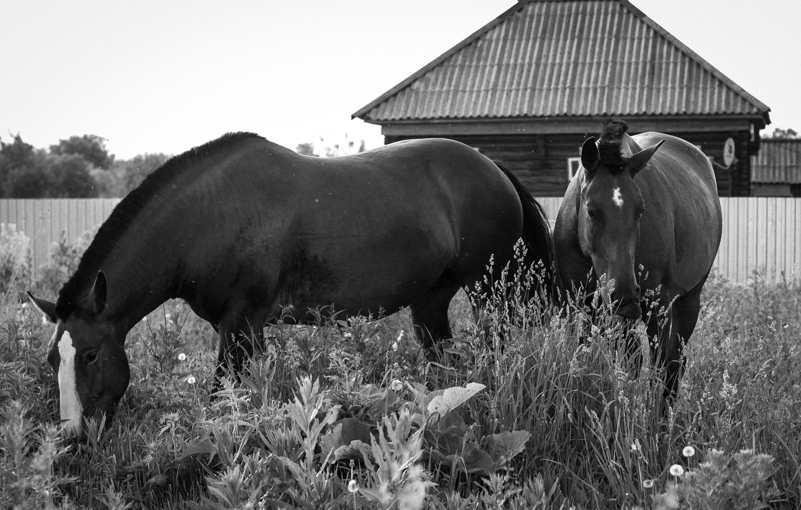 Florophil's Notes No. 3. - My, Summer, Flowers, Гусь, Horses, Bathing, Butterfly, Spider, Longpost, Bathing