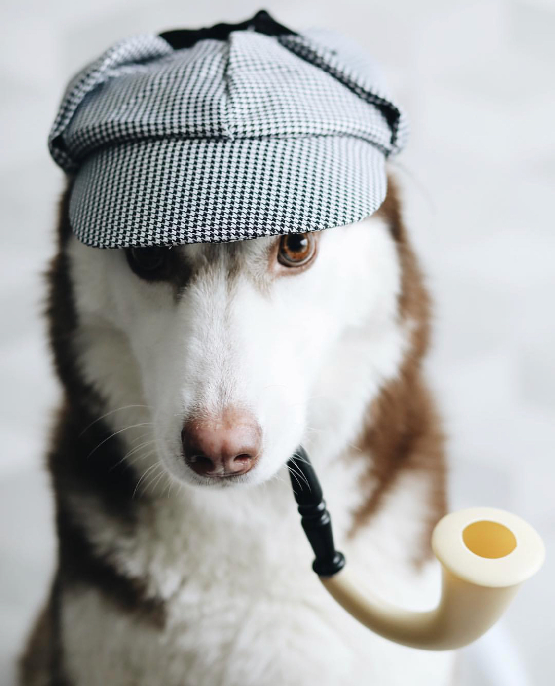 Husky dresses up in different looks (19 photos) - My, Dog, Husky, A selection, Humor, Funny animals, Animals, Longpost, Children