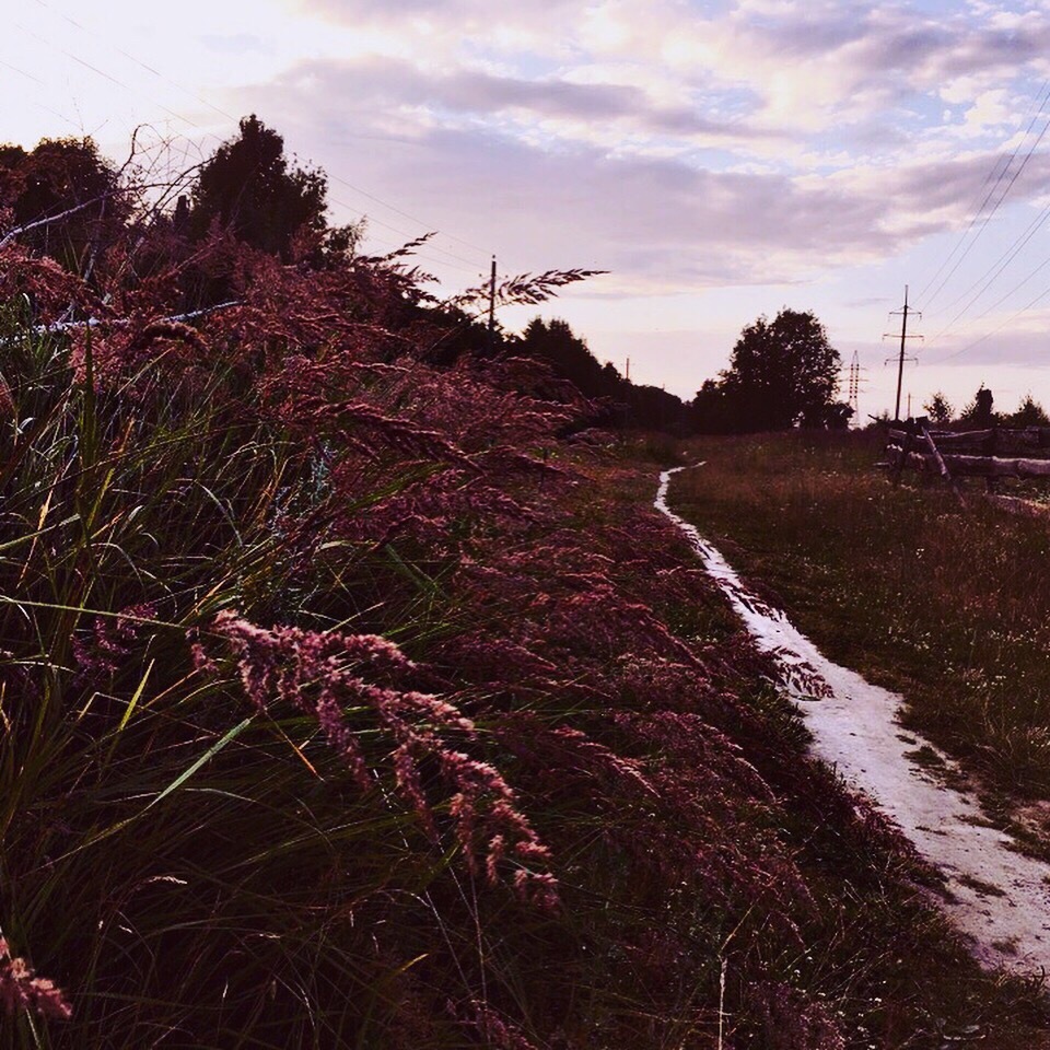 pink mood) - My, Beginning photographer, The photo, Summer, Field, Flowers, Road