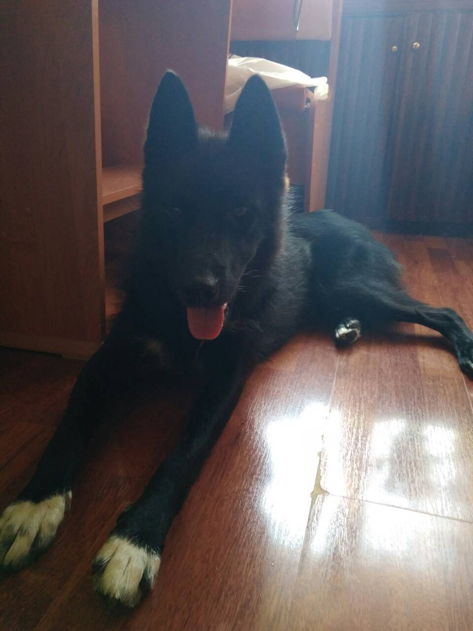 Found a dog - My, Laika, Dog, Khimki, In good hands, Lost, No rating