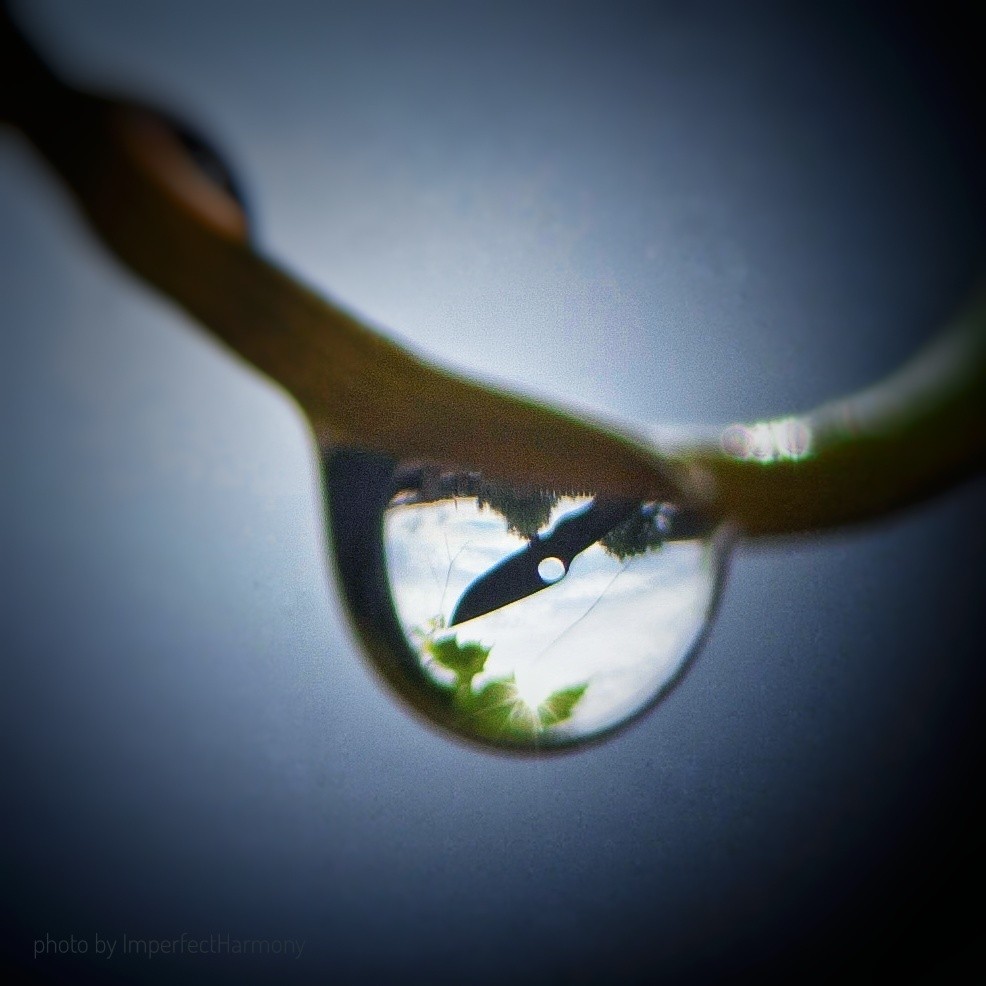 Spiders and a new angle - My, Knife, Spider, Macro, My, Drops, The photo, Longpost, Macro photography