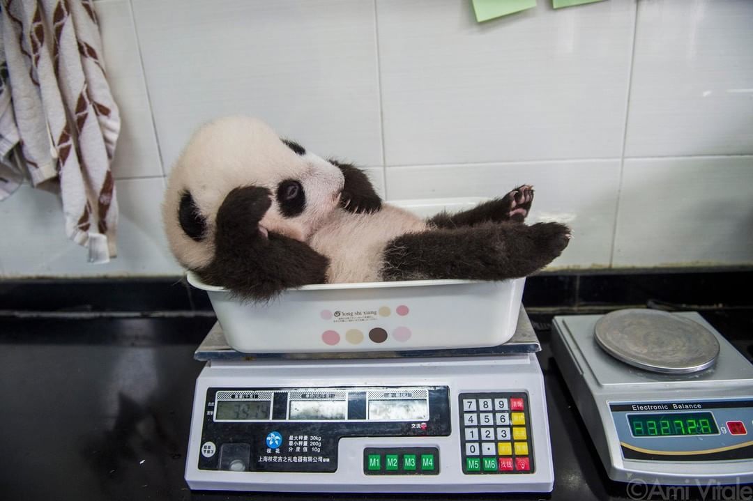 Weigh a kilogram of pandas, please - Panda, Interesting, The national geographic