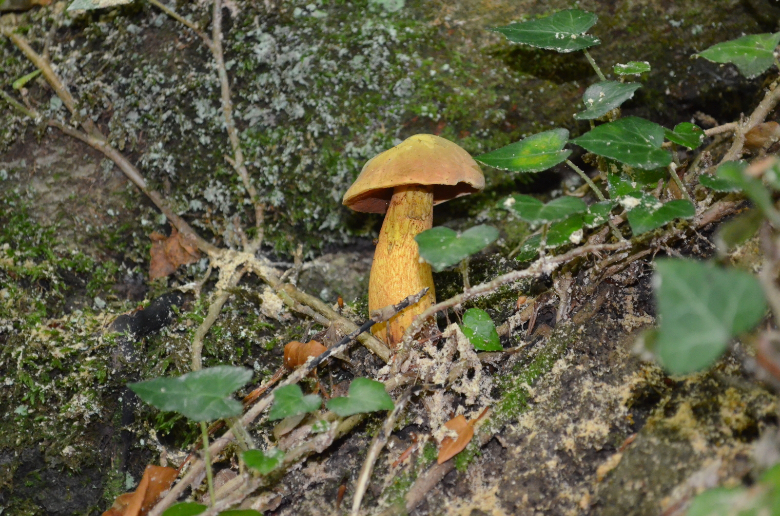 Crimean mushrooms. - My, Mushrooms, Crimea, Grand Canyon of Crimea, Longpost