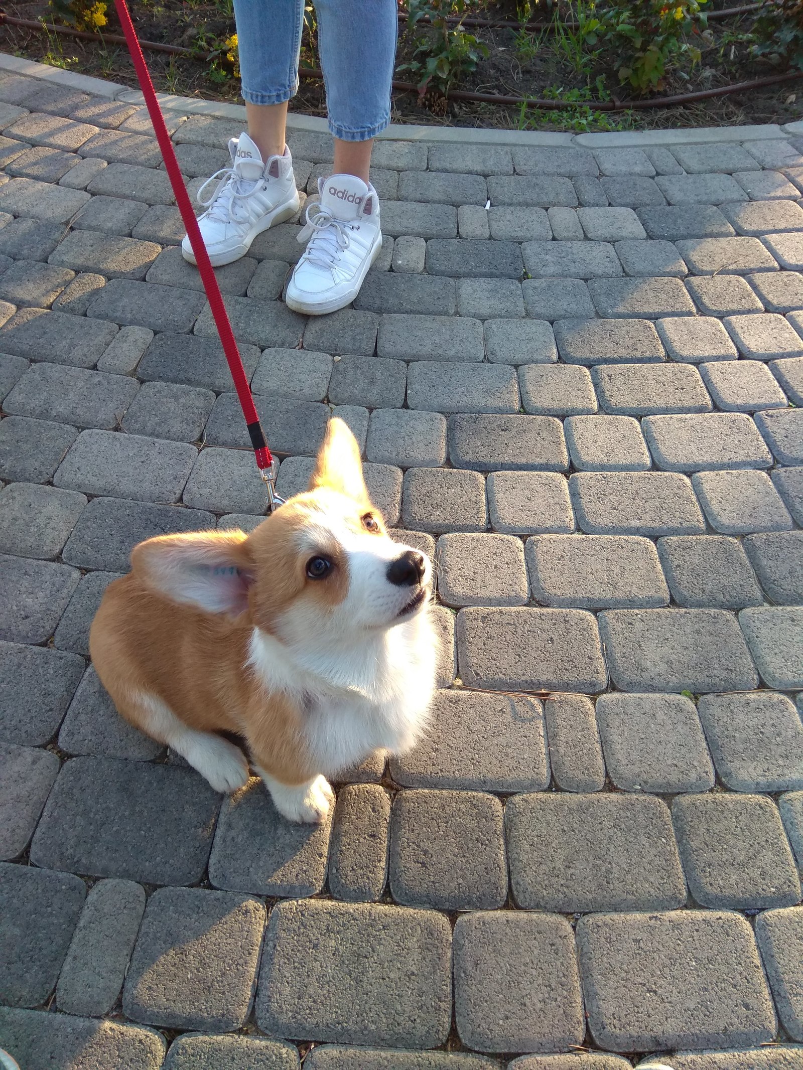 Sleeping (and not only) cuteness in your feed - My, Corgi, Puppies, Dog, Welsh corgi pembroke, GIF, Longpost