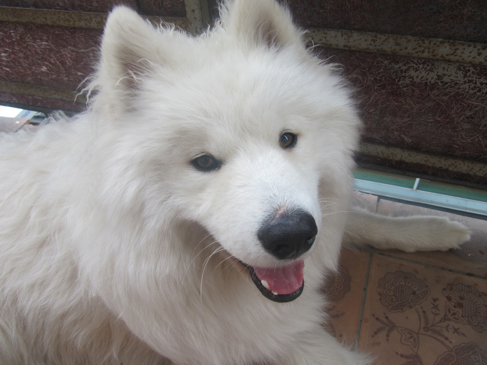 Good doggie - scratched nose - Dog North, Samoyed, Pets, Dog, Animals