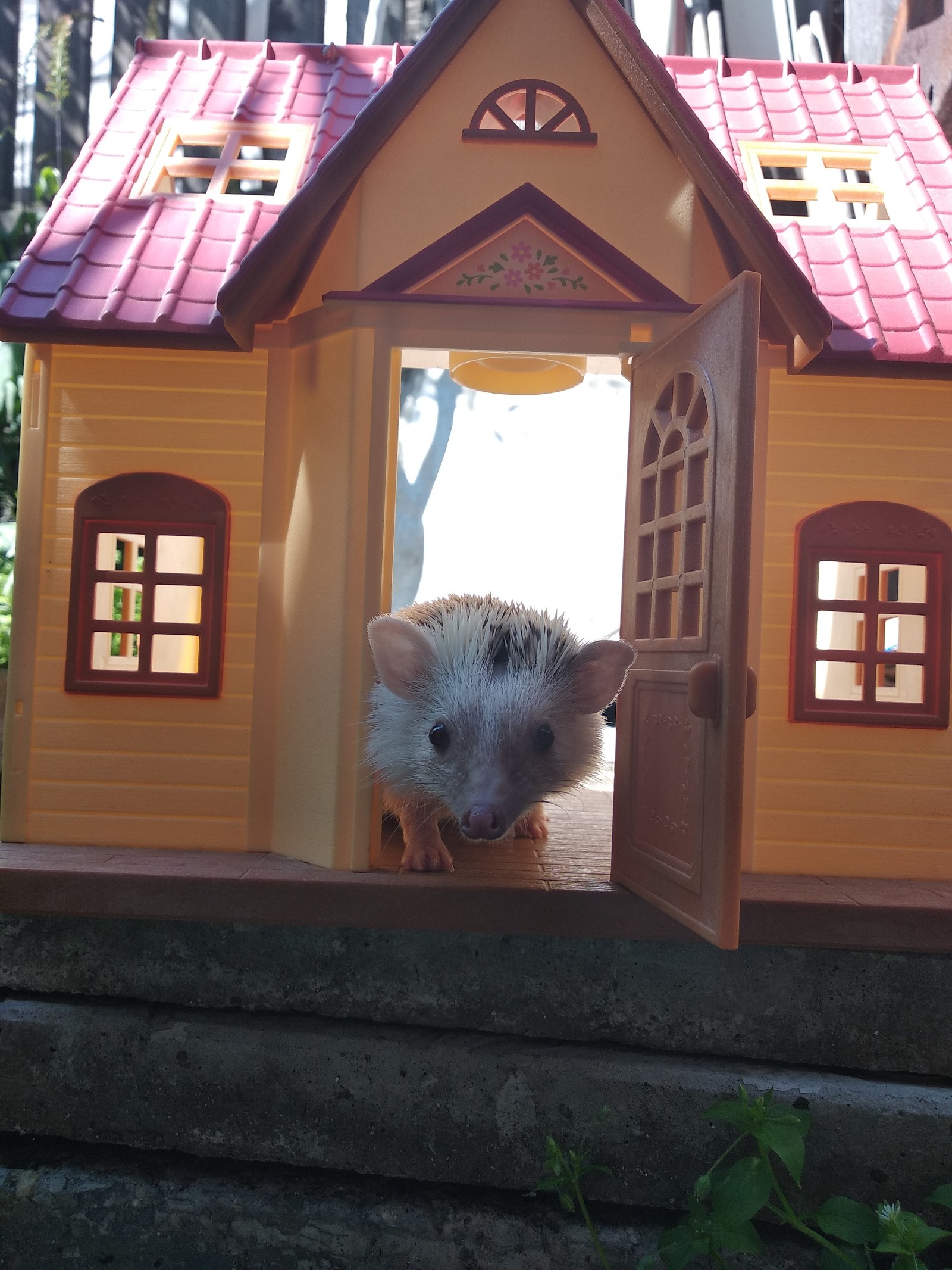 Yezhov's estate Yozhkin house? - My, Pets, African pygmy hedgehog, , GIF, Longpost