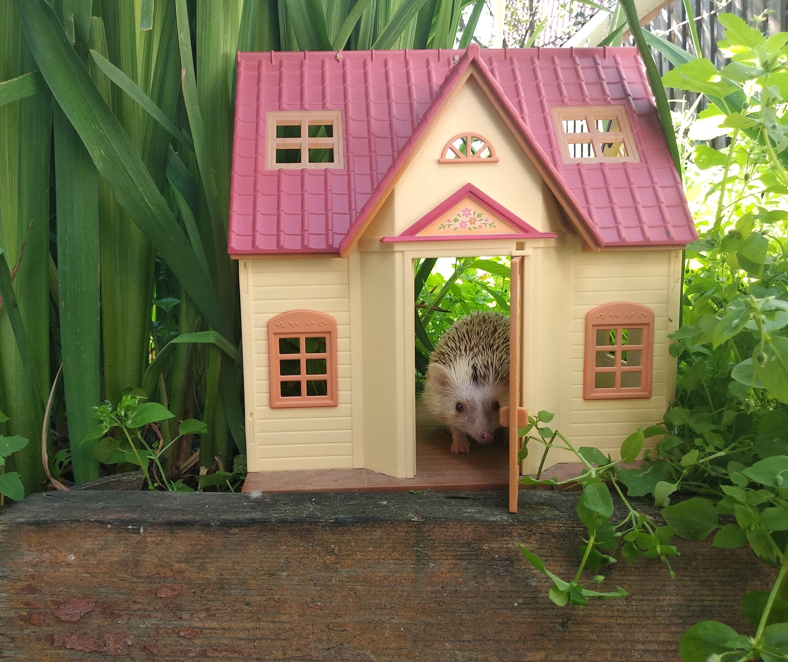 Yezhov's estate Yozhkin house? - My, Pets, African pygmy hedgehog, , GIF, Longpost