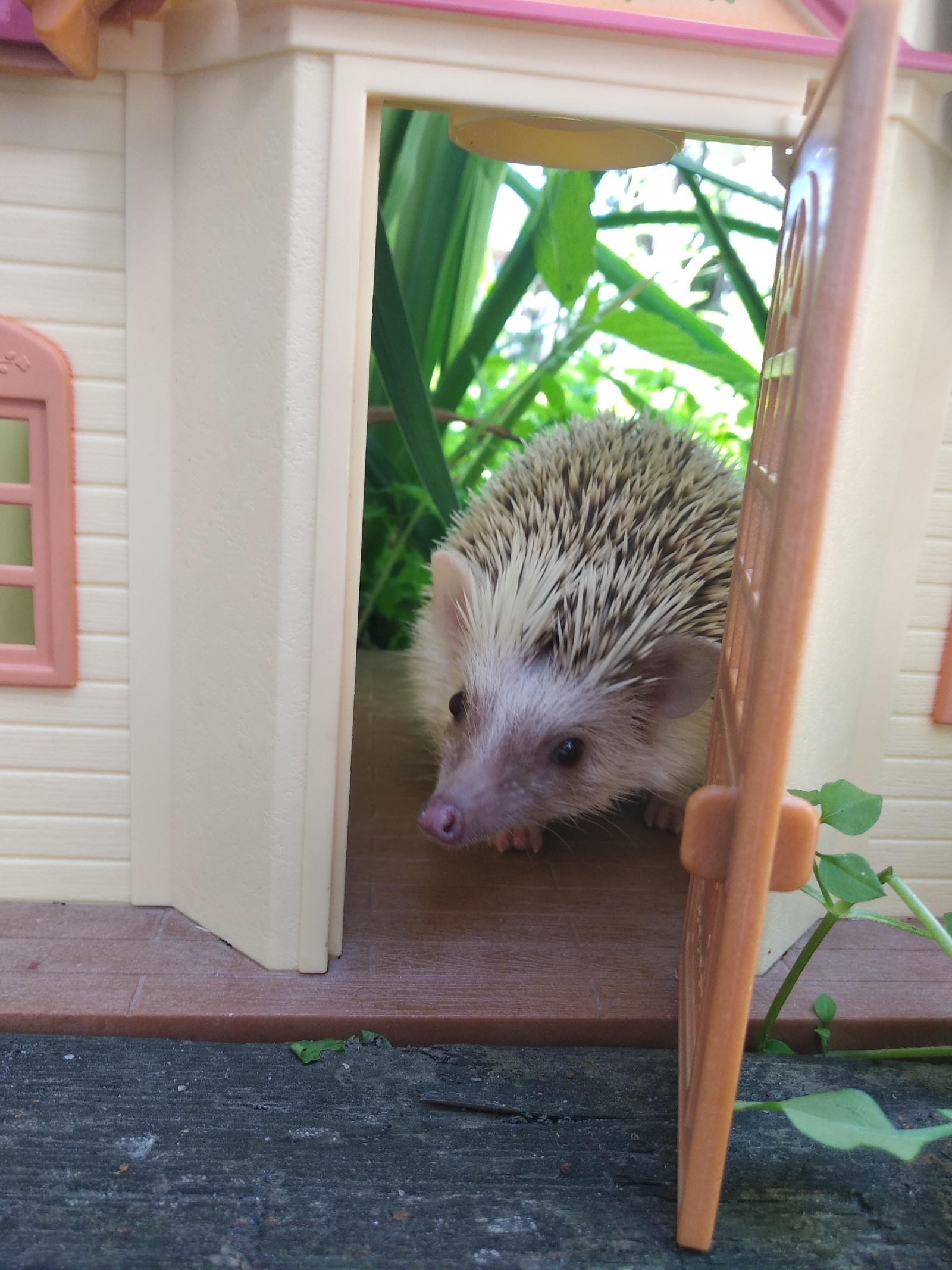 Yezhov's estate Yozhkin house? - My, Pets, African pygmy hedgehog, , GIF, Longpost