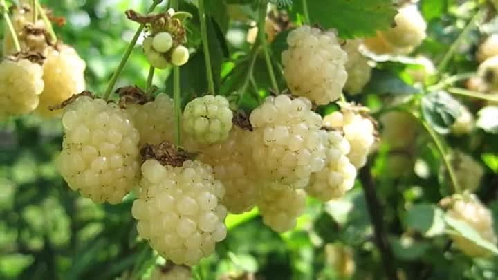 Genus Rubus - My, Berries, Raspberries, Blackberry, Bones, Princess, Cloudberry, Longpost