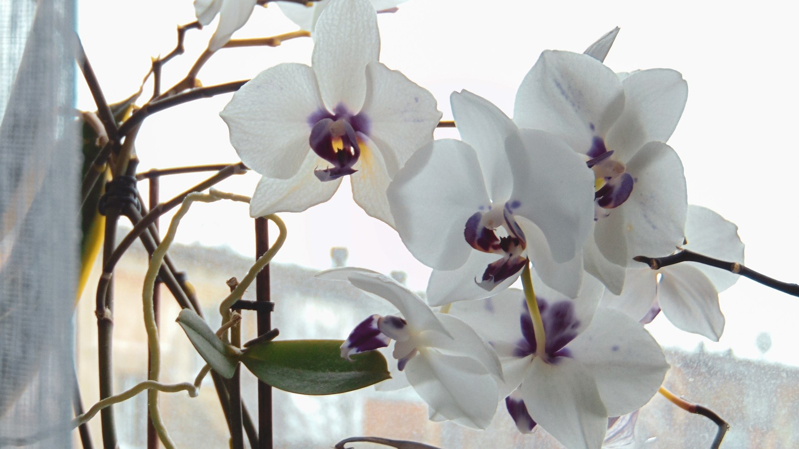 Houses - My, The photo, Interior, Flowers, Longpost