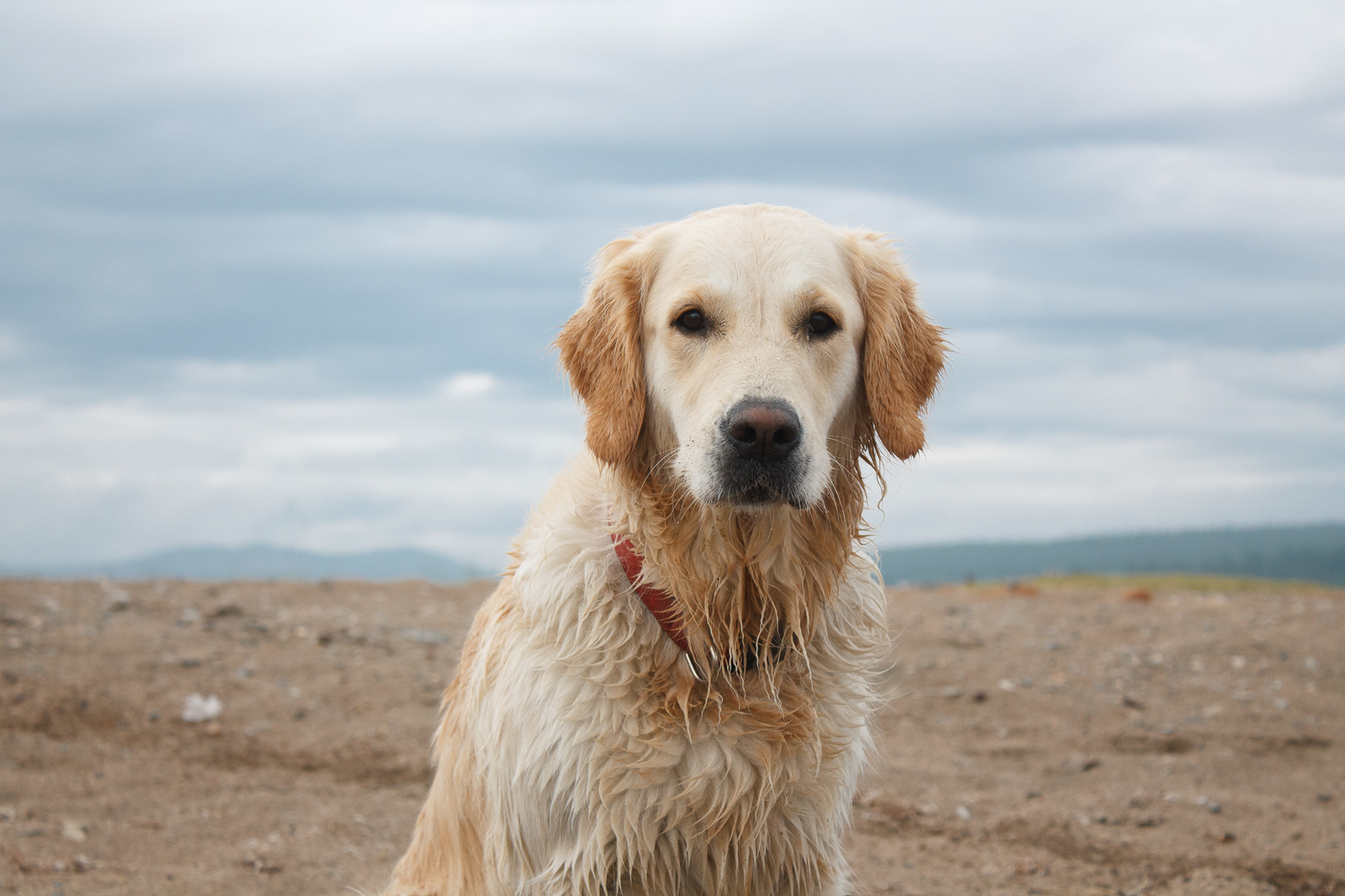 Khubsugul - My, Khubsugul, Golden retriever, Longpost