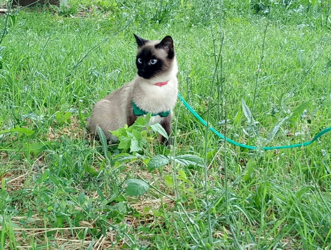 First time for the first time...Walk! - My, Siamese cat, cat, Summer