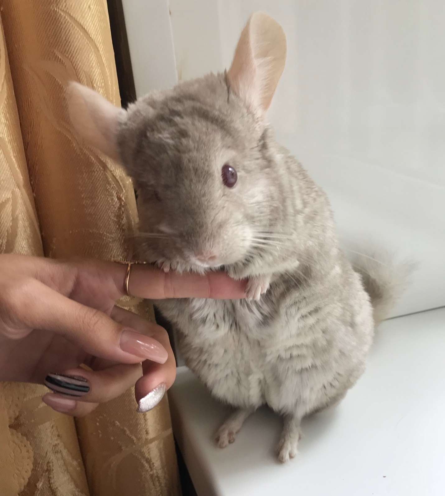 Two chinchillas - My, Chinchilla, Longpost, Animals, Pets