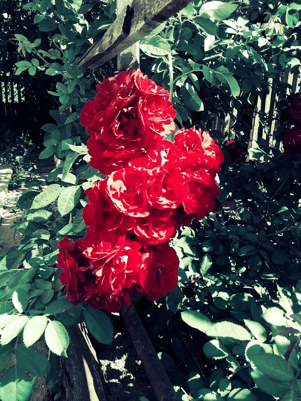 garden rose - My, Beginning photographer, Nokia Lumia, Flowers, The photo, Nature, Longpost